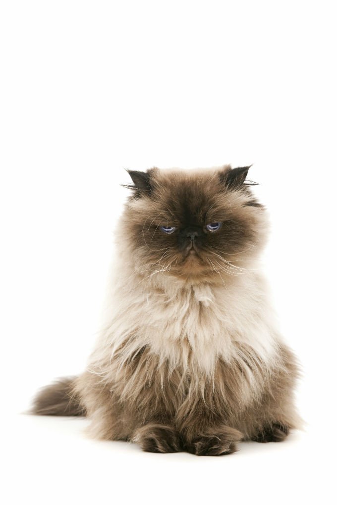Malayan cat breed