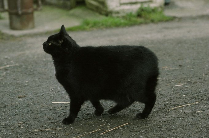 Manx