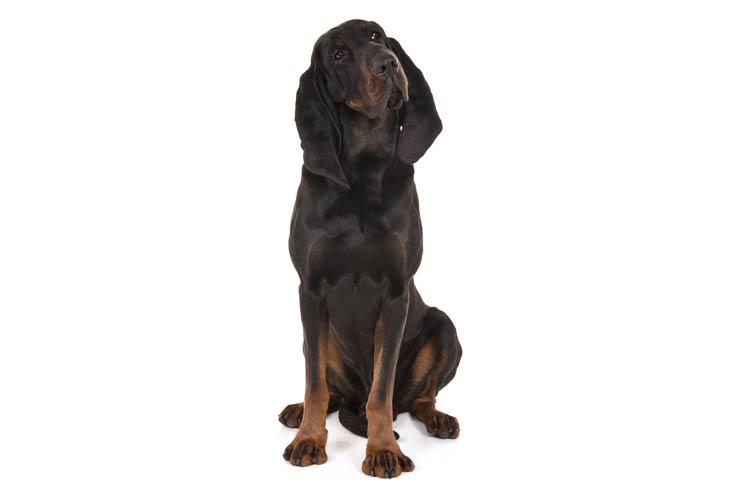 Black and Tan Coonhound
