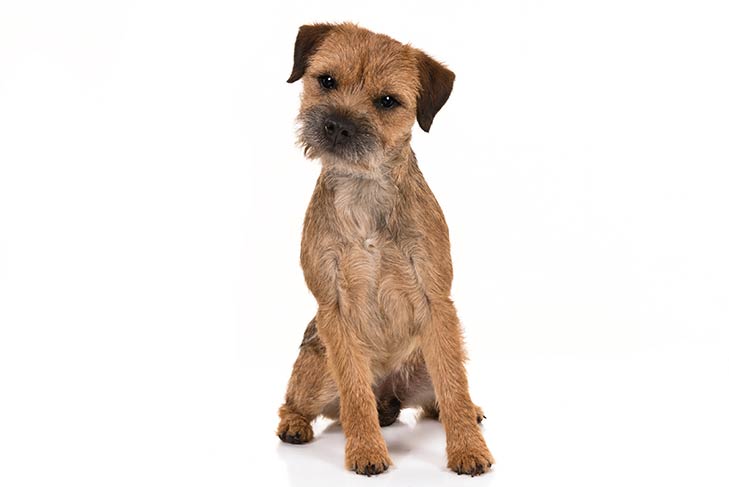 que peso debe tener un border terrier