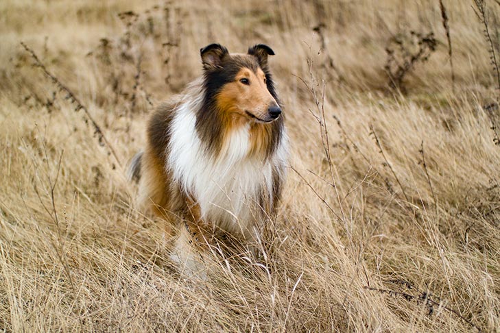 Collie