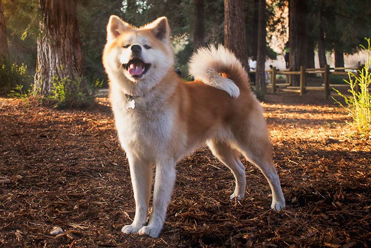 Japanese Akitainu