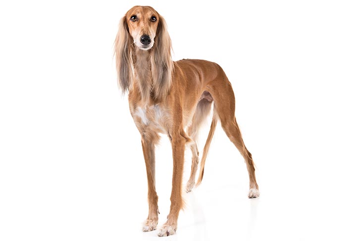 pueden un ariegeois y un saluki ser amigos